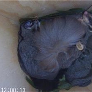 Petaurus norfolcensis at Thurgoona, NSW - 11 Dec 2024 12:00 PM