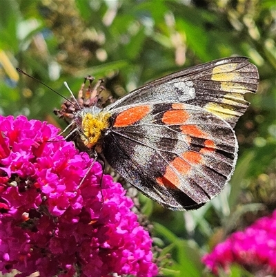 Delias harpalyce (Imperial Jezebel) at Braidwood, NSW - 4 Mar 2025 by MatthewFrawley