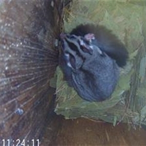 Petaurus norfolcensis at Thurgoona, NSW - 11 Dec 2024 11:22 AM