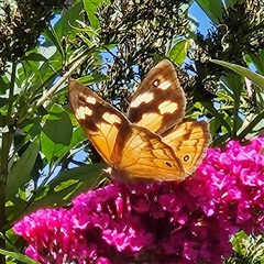 Heteronympha merope (Common Brown Butterfly) at Braidwood, NSW - 4 Mar 2025 by MatthewFrawley