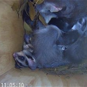 Petaurus norfolcensis at Thurgoona, NSW - 11 Dec 2024 11:03 AM