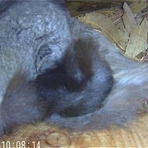 Petaurus norfolcensis at Thurgoona, NSW - 11 Dec 2024 10:09 AM