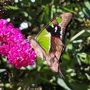 Graphium macleayanum (Macleay's Swallowtail) at Braidwood, NSW - 4 Mar 2025 by MatthewFrawley