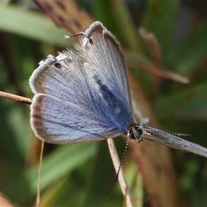 Lampides boeticus (Long-tailed Pea-blue) at Hall, ACT - 4 Mar 2025 by Anna123