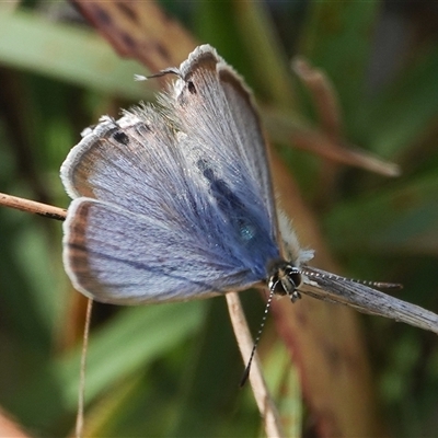 Lampides boeticus (Long-tailed Pea-blue) at Hall, ACT - 4 Mar 2025 by Anna123