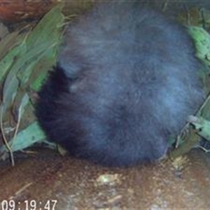 Petaurus norfolcensis at Thurgoona, NSW - 11 Dec 2024 09:19 PM