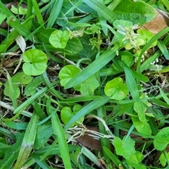 Dichondra repens (Kidney Weed) at Copmanhurst, NSW - 23 Oct 2024 by MazzV