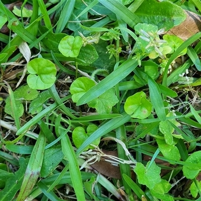 Dichondra repens (Kidney Weed) at Copmanhurst, NSW - 23 Oct 2024 by MazzV