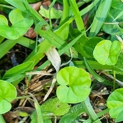 Dichondra repens at Copmanhurst, NSW - suppressed