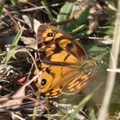 Heteronympha penelope (Shouldered Brown) at Hall, ACT - 4 Mar 2025 by Anna123