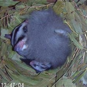 Petaurus norfolcensis at Wirlinga, NSW - 10 Dec 2024 01:46 PM