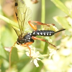 Echthromorpha intricatoria (Cream-spotted Ichneumon) at Hall, ACT - 3 Mar 2025 by Anna123