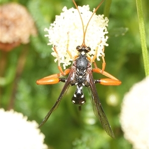 Echthromorpha intricatoria at Hall, ACT - 3 Mar 2025 10:50 AM