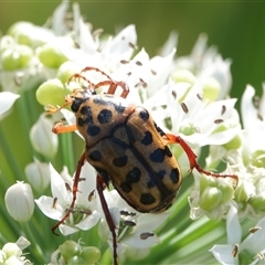 Neorrhina punctatum (Spotted flower chafer) at Hall, ACT - 2 Mar 2025 by Anna123