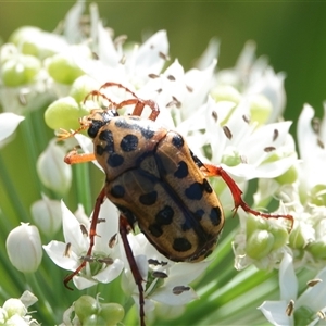 Neorrhina punctatum (Spotted flower chafer) at Hall, ACT - 2 Mar 2025 by Anna123