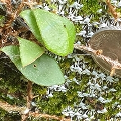 Pyrrosia rupestris (Rock Felt Fern) at Copmanhurst, NSW by MazzV