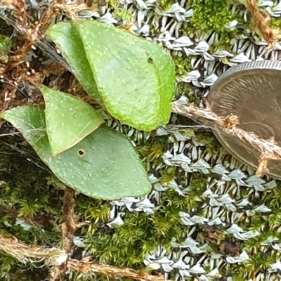 Pyrrosia rupestris (Rock Felt Fern) by MazzV