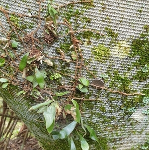 Pyrrosia rupestris at Copmanhurst, NSW - suppressed