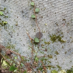 Pyrrosia rupestris at Copmanhurst, NSW - suppressed