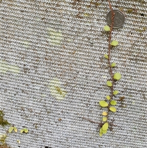 Pyrrosia rupestris at Copmanhurst, NSW - suppressed