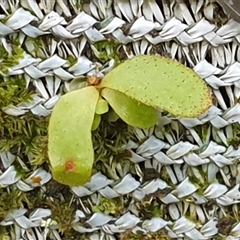 Pyrrosia rupestris at Copmanhurst, NSW - suppressed
