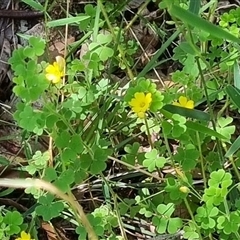 Oxalis sp. (Wood Sorrel) at Copmanhurst, NSW by MazzV