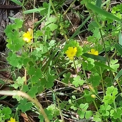 Oxalis sp. (Wood Sorrel) at Copmanhurst, NSW by MazzV