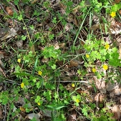 Oxalis sp. at Copmanhurst, NSW - suppressed