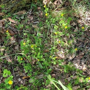 Oxalis sp. at Copmanhurst, NSW - suppressed