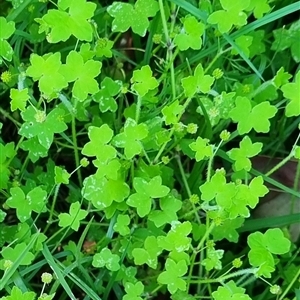 Hydrocotyle acutiloba at suppressed - suppressed
