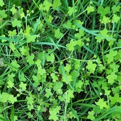 Hydrocotyle acutiloba at Copmanhurst, NSW - suppressed