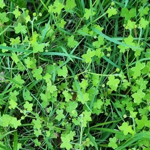 Hydrocotyle acutiloba at suppressed - suppressed