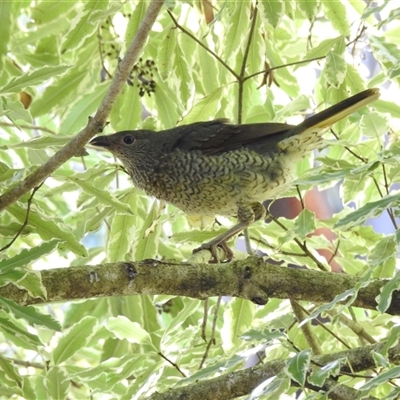 Ptilonorhynchus violaceus (Satin Bowerbird) at Emerald, VIC by GlossyGal