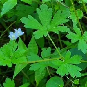 Geranium sp. by MazzV