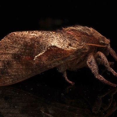 Elhamma australasiae (A Swift or Ghost moth (Hepialidae)) at Ainslie, ACT - 25 Feb 2025 by jb2602