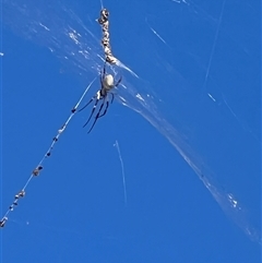 Trichonephila edulis (Golden orb weaver) at Pascoe Vale South, VIC - Yesterday by KylieMaxx