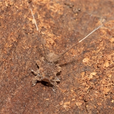 Fulgoroidea (superfamily) (Unidentified fulgoroid planthopper) at Higgins, ACT - 28 Feb 2025 by AlisonMilton