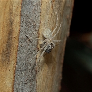 Tamopsis eucalypti (A two-tailed spider) at Higgins, ACT - 28 Feb 2025 by AlisonMilton