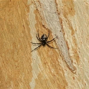 Euryopis splendens (Splendid tick spider) at Higgins, ACT - 28 Feb 2025 by AlisonMilton