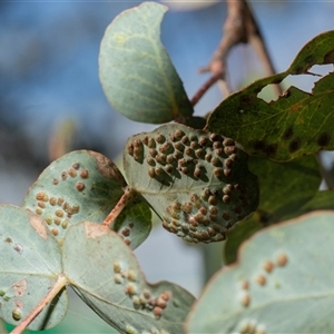 Unidentified Eucalyptus Gall at Higgins, ACT - 28 Feb 2025 by AlisonMilton