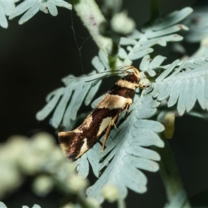 Macrobathra desmotoma ( A Cosmet moth) at Higgins, ACT - 28 Feb 2025 by AlisonMilton