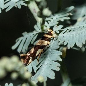 Macrobathra desmotoma at Higgins, ACT - 28 Feb 2025 09:18 AM