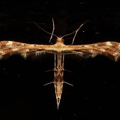 Sphenarches anisodactylus (Geranium Plume Moth) at Ainslie, ACT - 25 Feb 2025 by jb2602