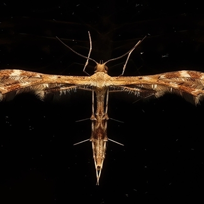 Sphenarches anisodactylus (Geranium Plume Moth) at Ainslie, ACT - 25 Feb 2025 by jb2602