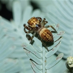 Opisthoncus serratofasciatus (Chevronned jumper) at Higgins, ACT - 28 Feb 2025 by AlisonMilton