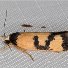 Eulechria ophiodes (A Concealer moth) at Melba, ACT - 1 Mar 2025 by kasiaaus