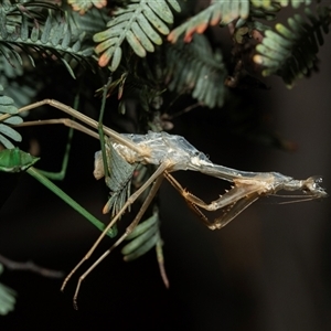 Orthodera ministralis at Higgins, ACT - 28 Feb 2025 by AlisonMilton