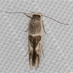 Stathmopoda megathyma (A concealer moth) at Melba, ACT - 1 Mar 2025 by kasiaaus