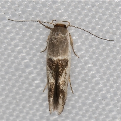 Stathmopoda megathyma (A concealer moth) at Melba, ACT - 1 Mar 2025 by kasiaaus