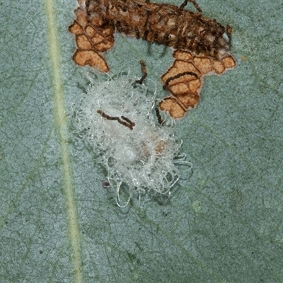 Glycaspis sp. (genus) at Higgins, ACT - 28 Feb 2025 by AlisonMilton